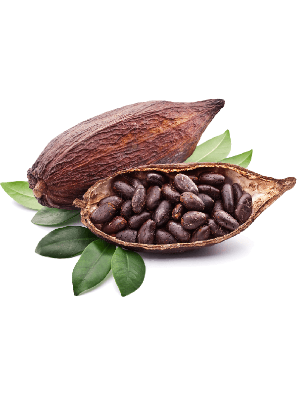 semillas de cacao